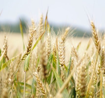 Climate Change Threatens Pakistan's Wheat Yield: Study Warns of 16% Decline by 2050