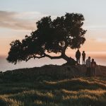 The Importance and Value of Trees: Exploring the Benefits of Nature