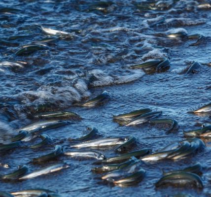 Low Oxygen Event Causes Massive Fish Kill on Texas Gulf Coast