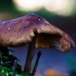 Tragedy Strikes: Unraveling the Mystery of the Mushroom-Poisoning Deaths in a Close-Knit Community