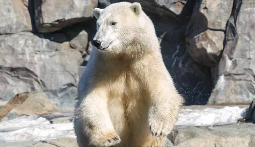 polar bear viral dive.